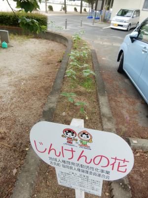 人権の花