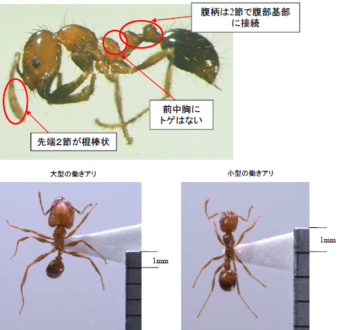 アカカミアリ画像