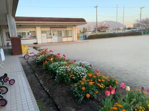 チューリップと園舎