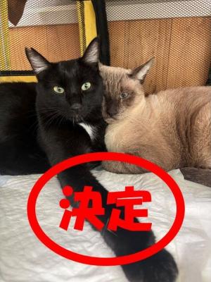 黒・シャム決定