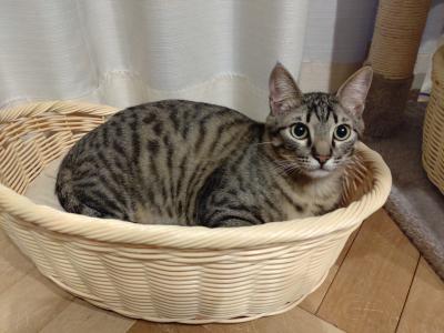 猫画像（キジ）