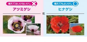 けしの写真