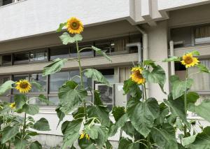 ひまわり