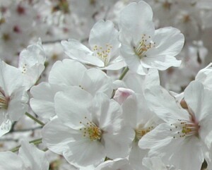 桜の花