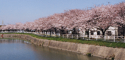 川沿いの桜並木
