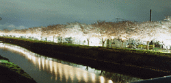 夜の川沿いの桜並木