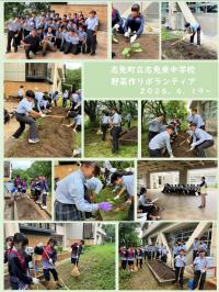 野菜つくりボランティアの様子