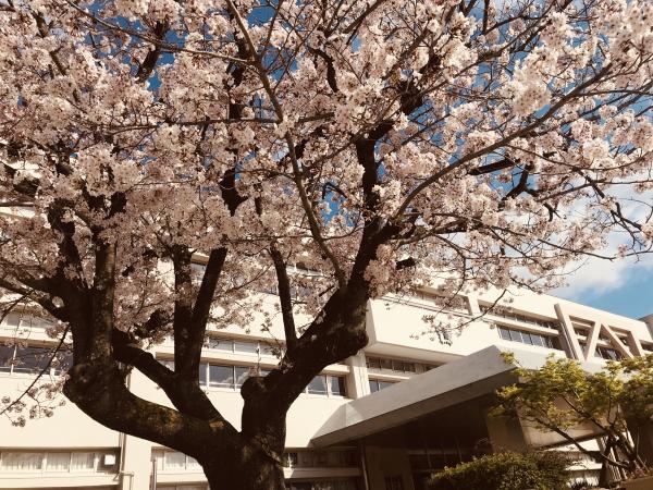 志免東小と桜